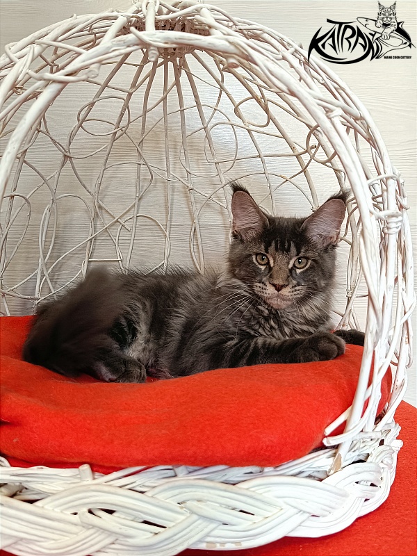 Katran Wolter - Kitten maine-coon 3 months 1 week
