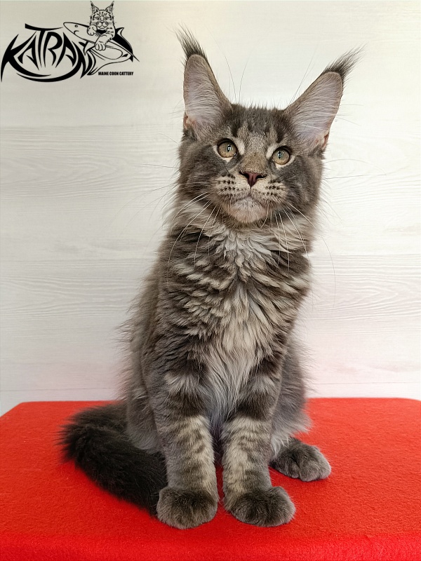 Katran Wolter - Kitten maine-coon 3 months 1 week