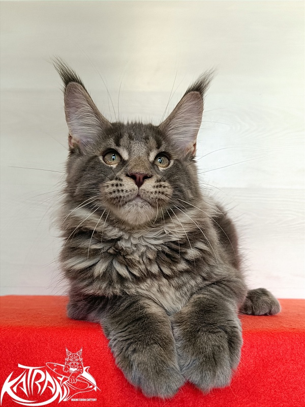 Katran Wolter - Kitten maine-coon 3 months 1 week