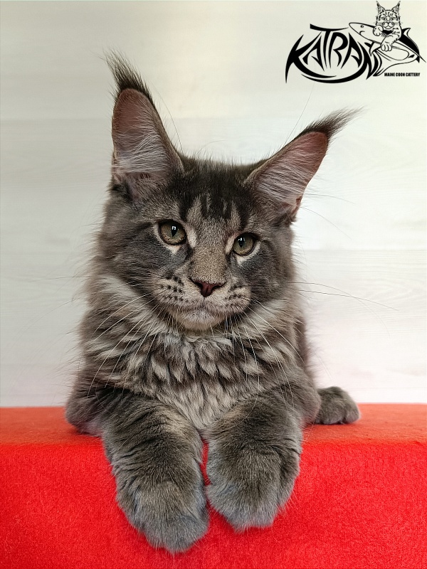 Katran Wolter - Kitten maine-coon 3 months 1 week