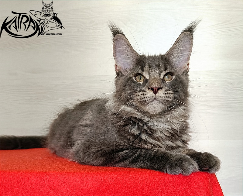 Katran Wolter - Kitten maine-coon 3 months 1 week