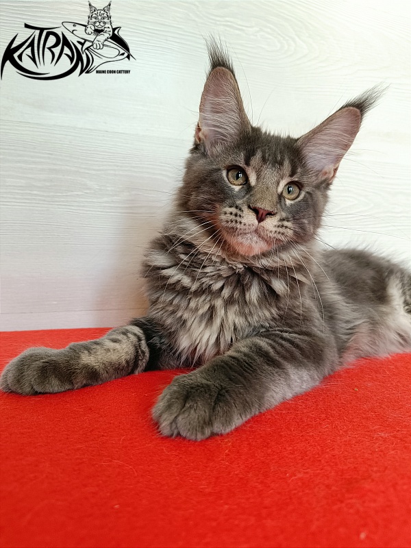 Katran Wolter - Kitten maine-coon 3 months 1 week