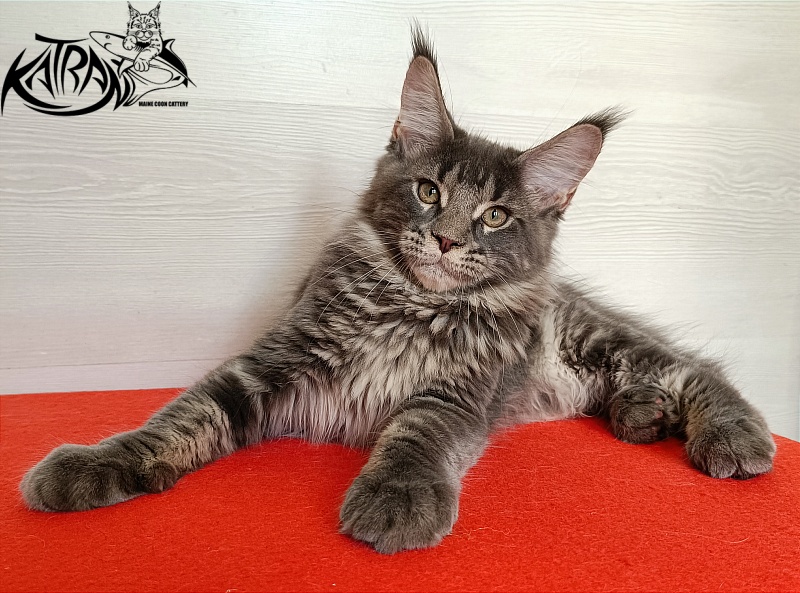Katran Wolter - Kitten maine-coon 3 months 1 week