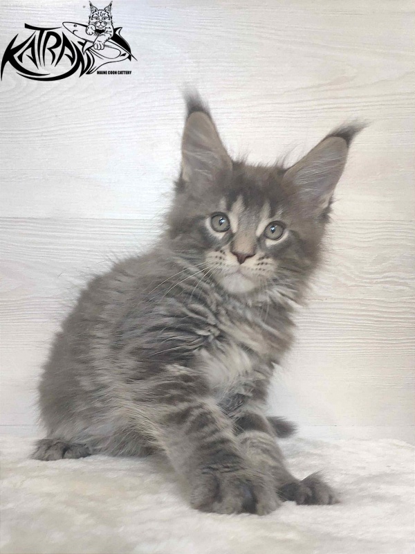 Katran Wolter - Kitten maine-coon 1 month 3 weeks