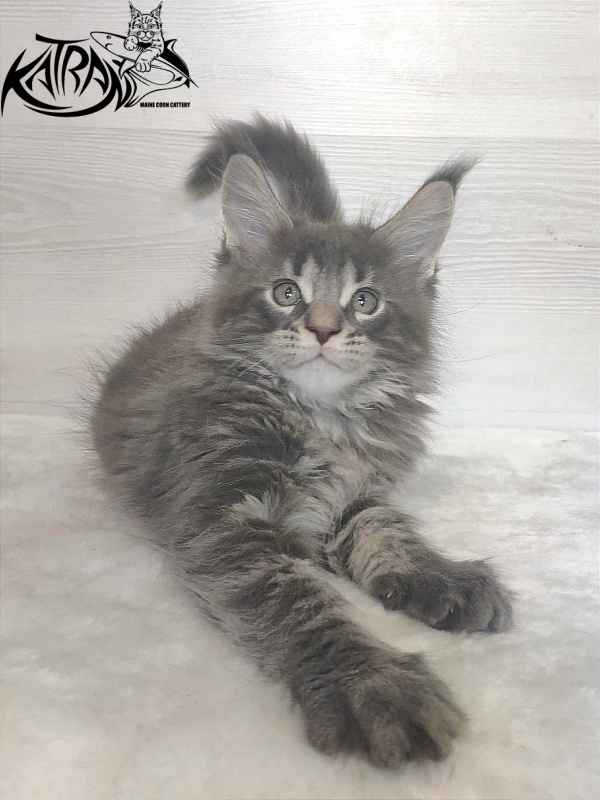 Katran Wolter - Kitten maine-coon 1 month 3 weeks