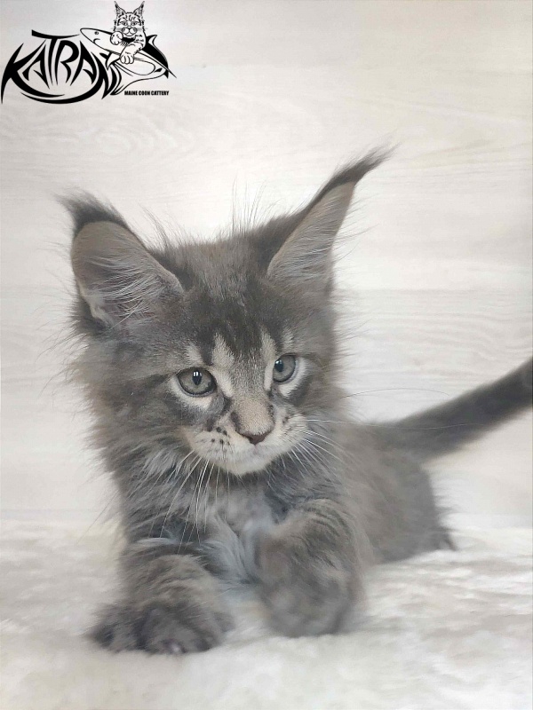 Katran Wolter - Kitten maine-coon 1 month 3 weeks