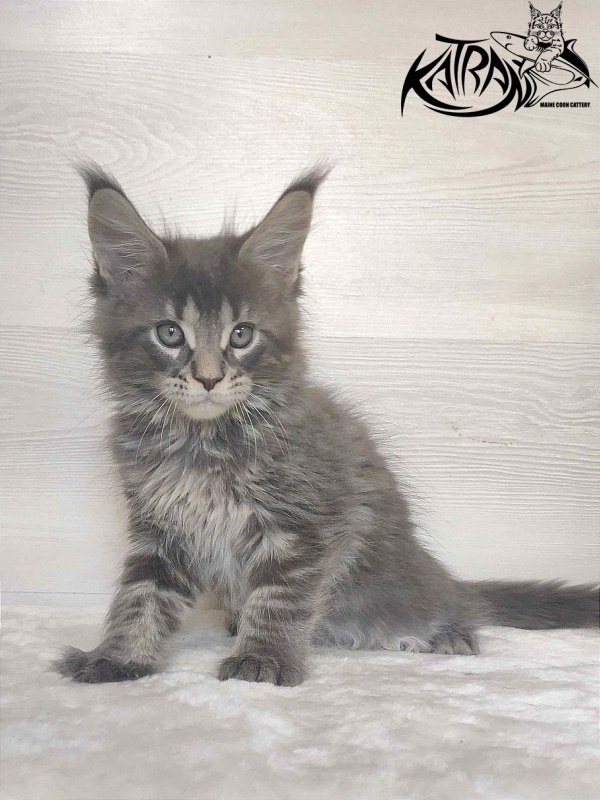 Katran Wolter - Kitten maine-coon 1 month 3 weeks