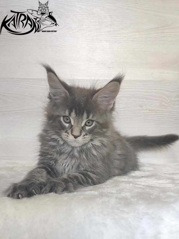 Katran Wolter - Kitten maine-coon 1 month 3 weeks