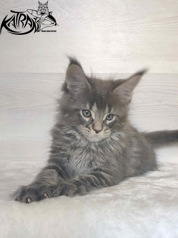 Katran Wolter - Kitten maine-coon 1 month 3 weeks