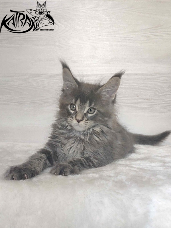 Katran Wolter - Kitten maine-coon 1 month 3 weeks