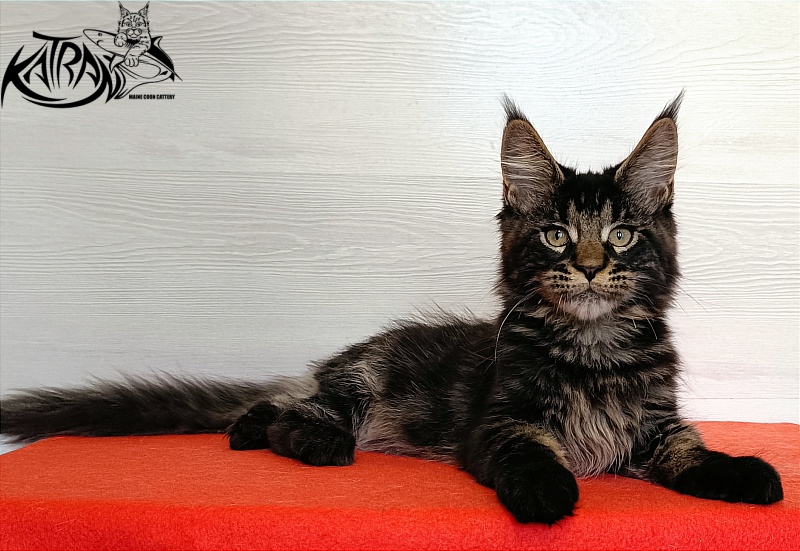 Katran William - Kitten maine-coon 3 months 1 week
