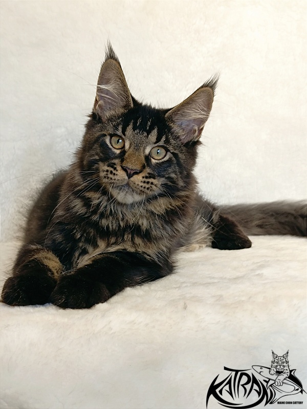 Katran William - Kitten maine-coon 4 months