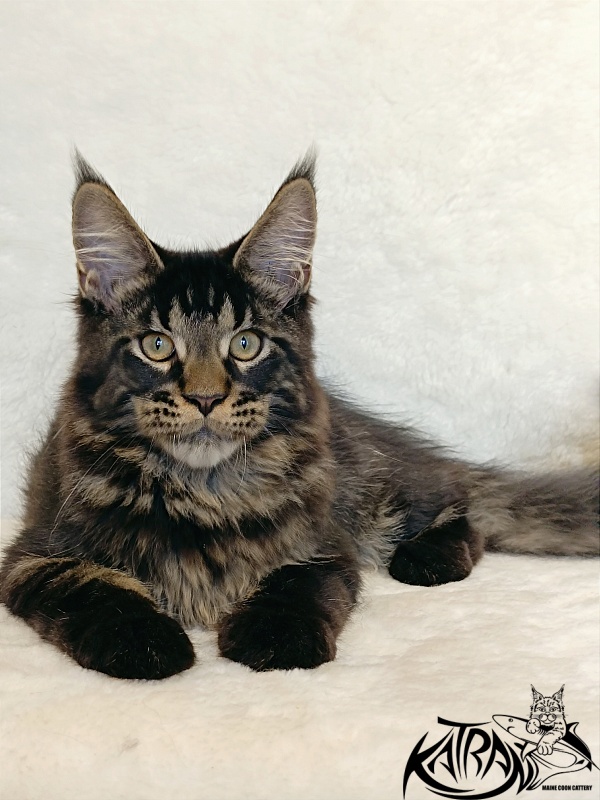Katran William - Kitten maine-coon 4 months