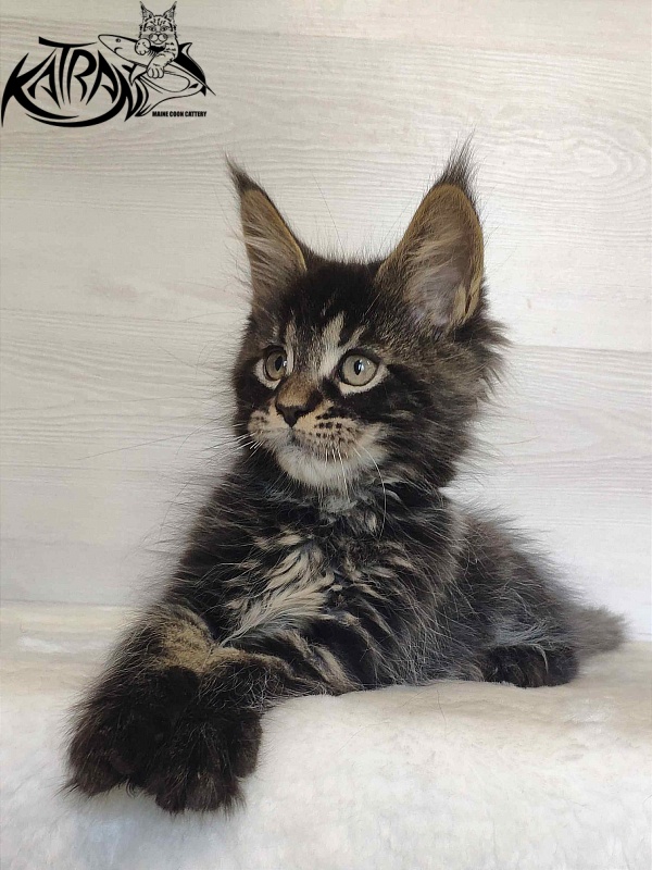 Katran William - Kitten maine-coon 2 months