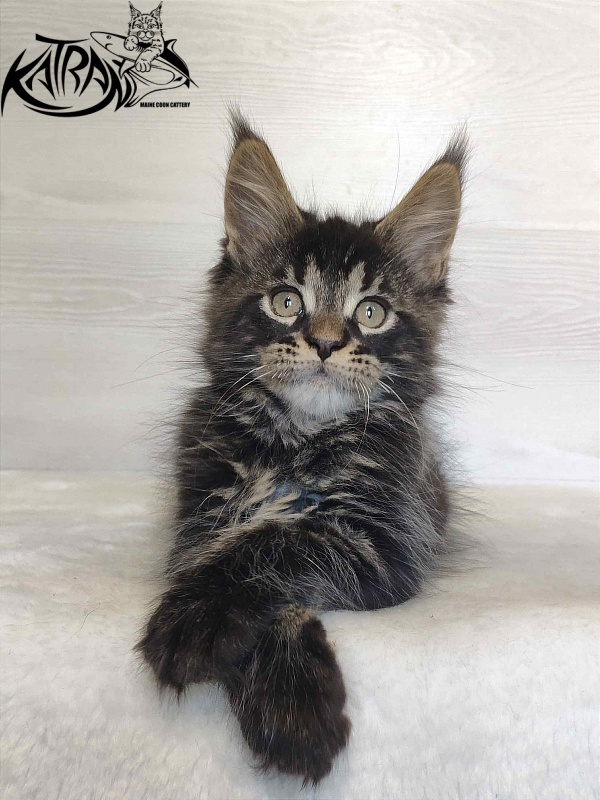 Katran William - Kitten maine-coon 2 months