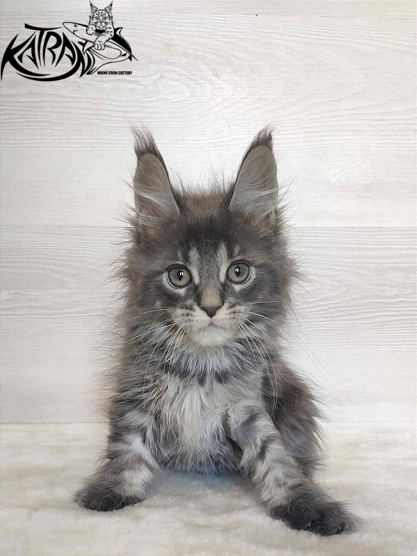 Katran Wiki - Kitten maine-coon 2 months