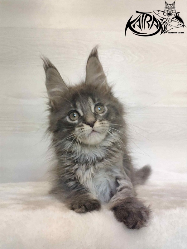 Katran Wiki - Kitten maine-coon 2 months