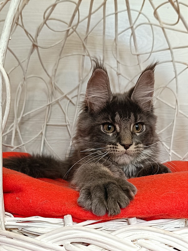 Katran Wiki - Kitten maine-coon 3 months 1 week