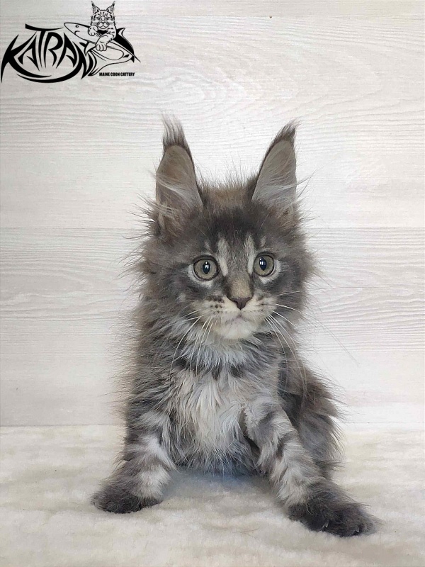 Katran Wiki - Kitten maine-coon 2 months