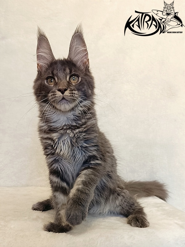 Katran Wiki - Kitten maine-coon 4 months
