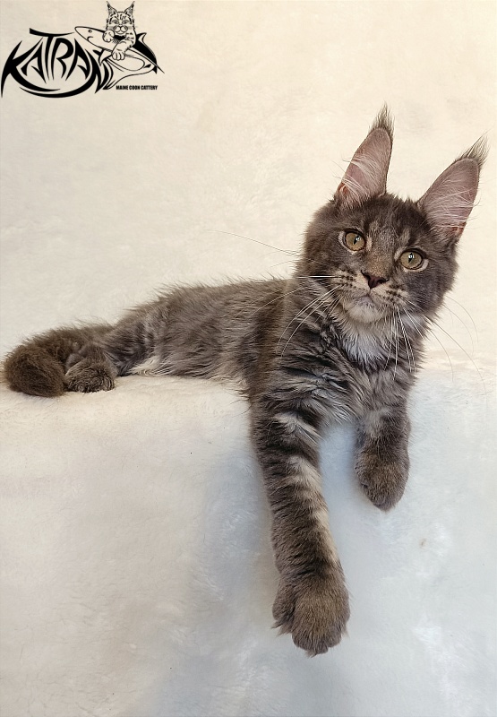 Katran Wiki - Kitten maine-coon 4 months