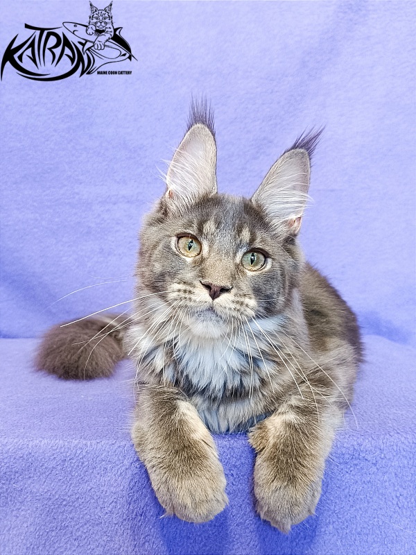 Katran Wiki - Kitten maine-coon 5 months