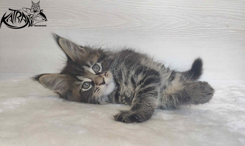 Katran Wendy - Kitten maine-coon 1 month 3 weeks