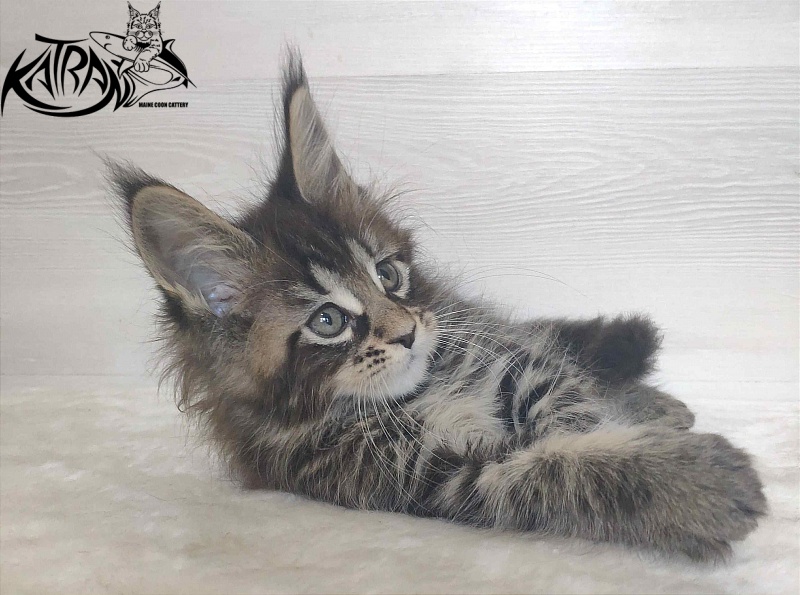 Katran Wendy - Kitten maine-coon 1 month 3 weeks