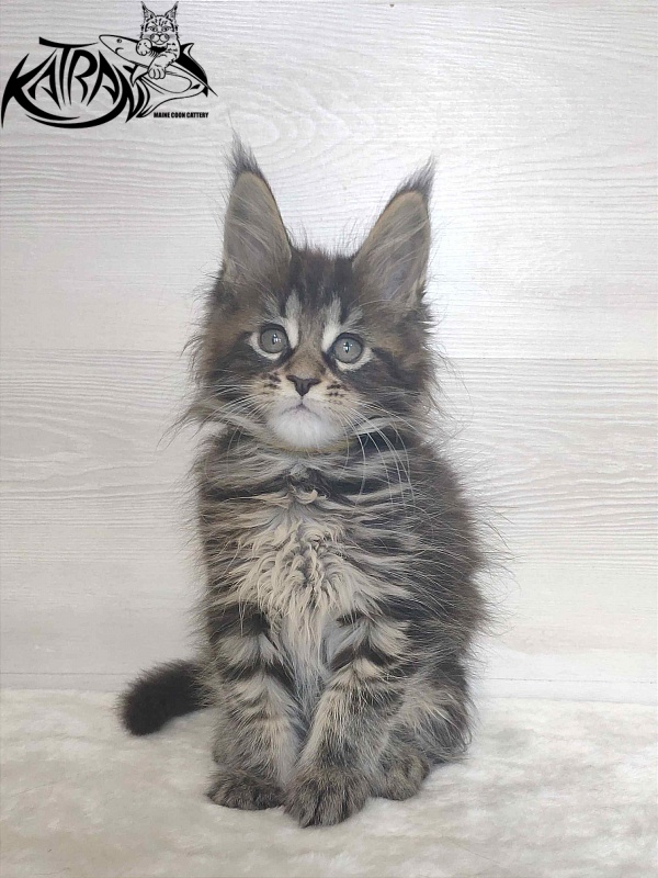 Katran Wendy - Kitten maine-coon 1 month 3 weeks