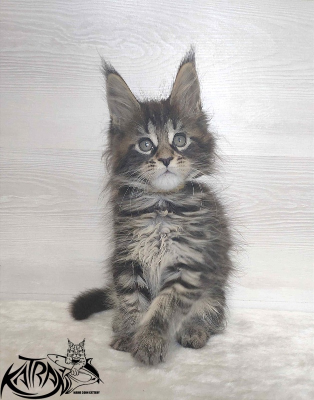 Katran Wendy - Kitten maine-coon 1 month 3 weeks