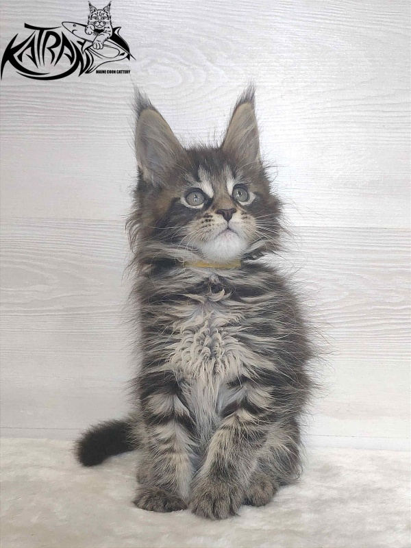 Katran Wendy - Kitten maine-coon 1 month 3 weeks