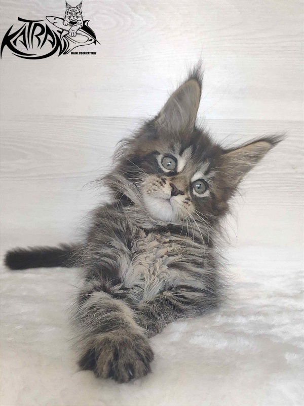 Katran Wendy - Kitten maine-coon 1 month 3 weeks