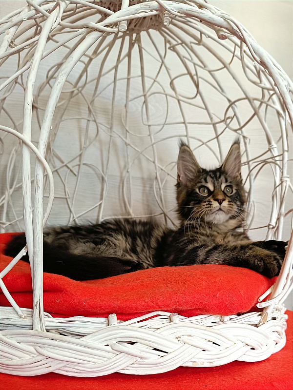 Katran Wendy - Kitten maine-coon 3 months 1 week