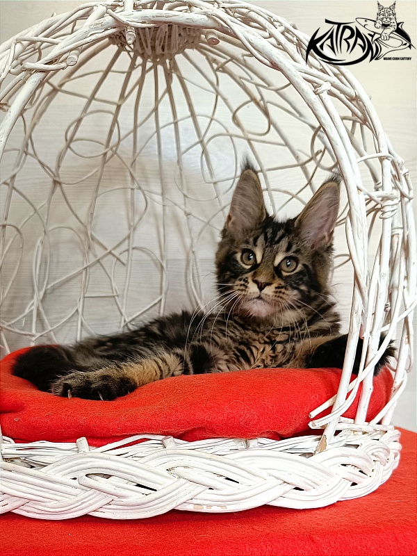 Katran Wendy - Kitten maine-coon 3 months 1 week