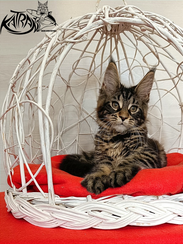 Katran Wendy - Kitten maine-coon 3 months 1 week