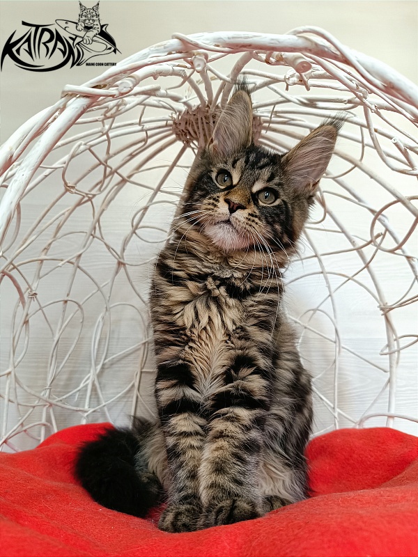 Katran Wendy - Kitten maine-coon 3 months 1 week