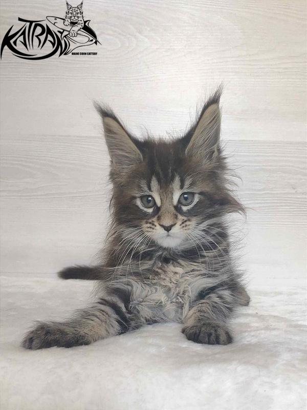 Katran Wendy - Kitten maine-coon 1 month 3 weeks