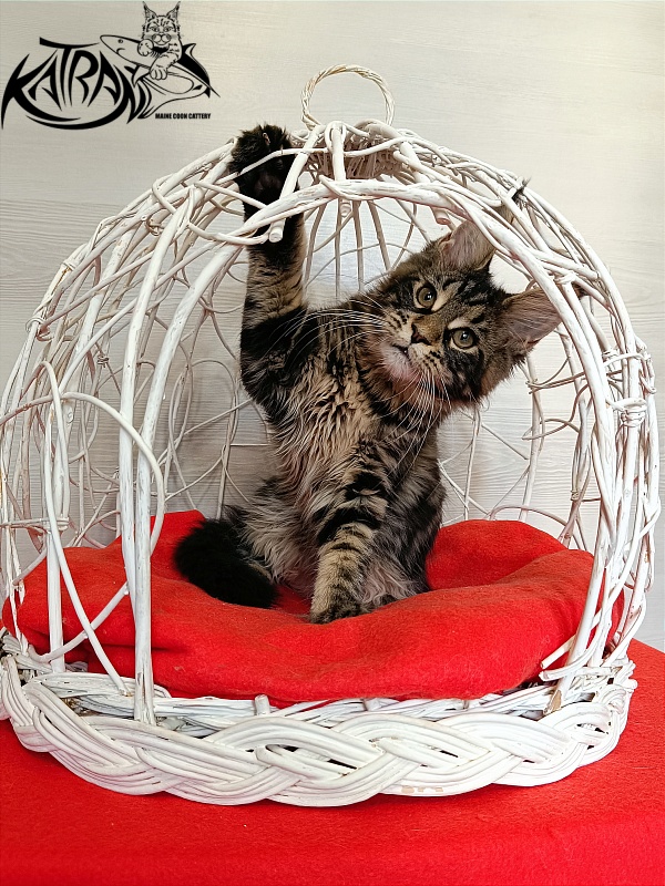 Katran Wendy - Kitten maine-coon 3 months 1 week