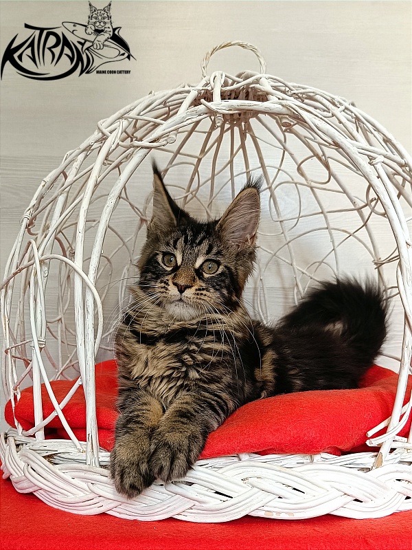 Katran Wendy - Kitten maine-coon 3 months 1 week
