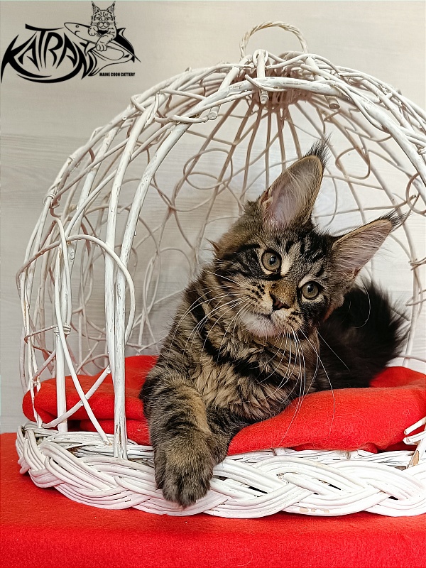 Katran Wendy - Kitten maine-coon 3 months 1 week