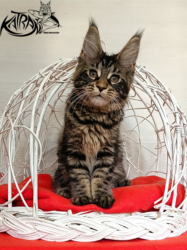 Katran Wendy - Kitten maine-coon 3 months 1 week