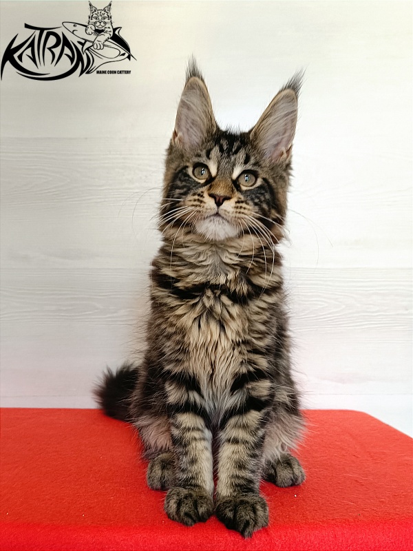 Katran Wendy - Kitten maine-coon 3 months 1 week