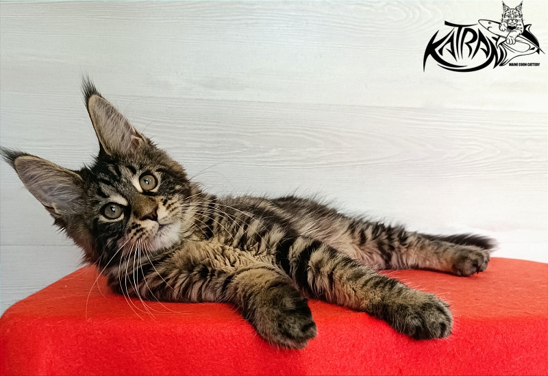 Katran Wendy - Kitten maine-coon 3 months 1 week