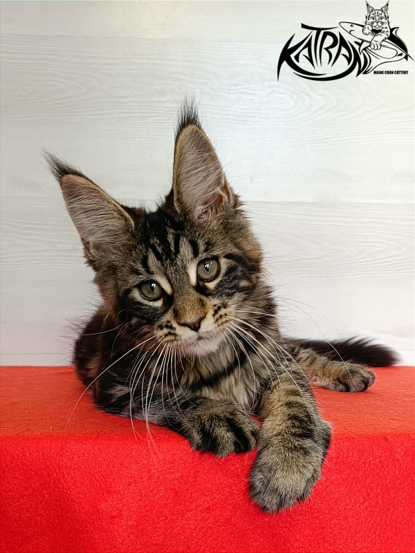 Katran Wendy - Kitten maine-coon 3 months 1 week