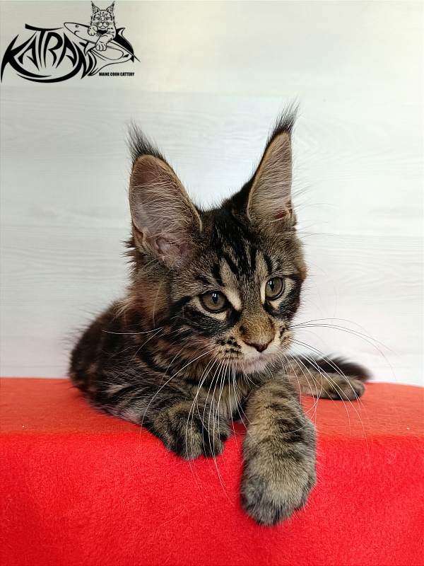 Katran Wendy - Kitten maine-coon 3 months 1 week