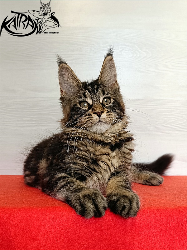 Katran Wendy - Kitten maine-coon 3 months 1 week