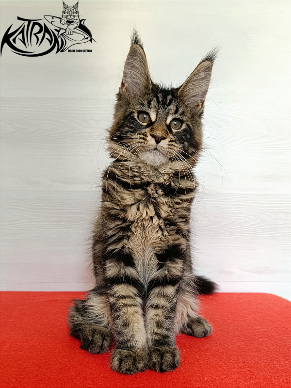 Katran Wendy - Kitten maine-coon 3 months 1 week