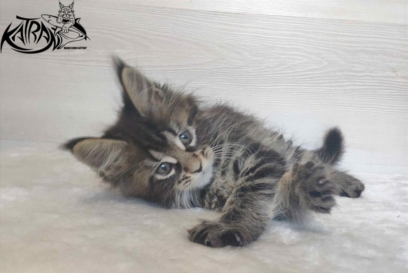 Katran Wendy - Kitten maine-coon 1 month 3 weeks