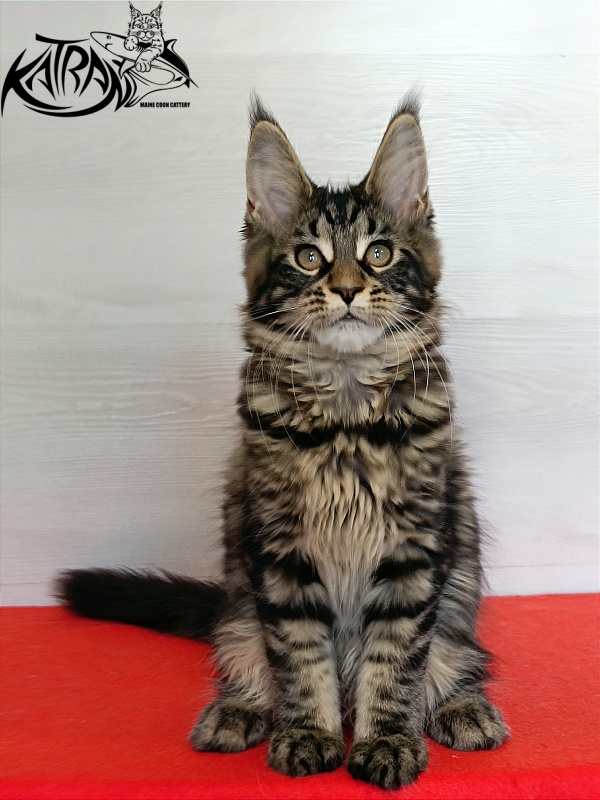 Katran Wendy - Kitten maine-coon 3 months 1 week