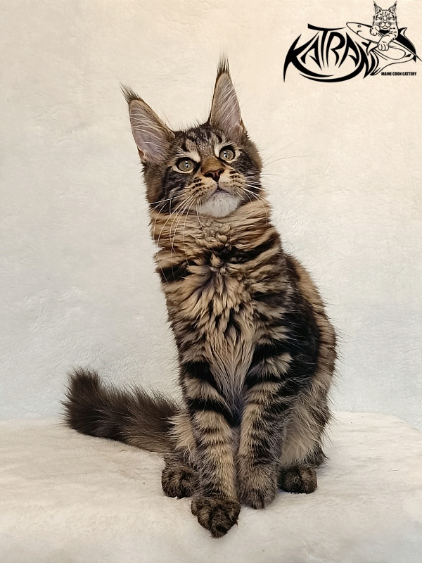 Katran Wendy - Kitten maine-coon 4 months